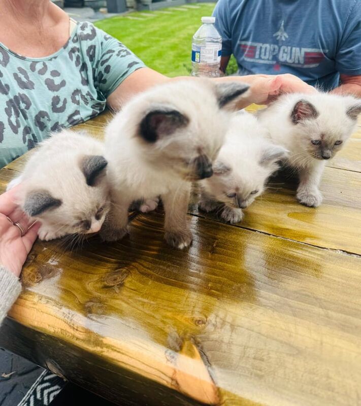 Ragdoll kittens for sale in Spondon, Derbyshire – 11 weeks old
