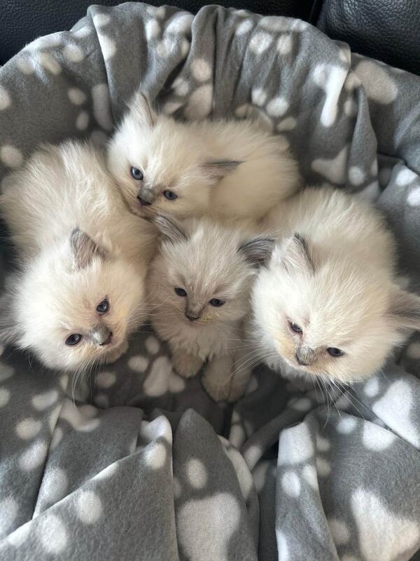 Ragdoll kittens for sale in Harlow, Essex – 5 weeks old