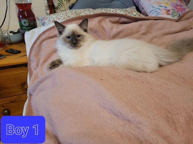 Ragdoll kittens for sale in Pontypridd, Mid Glamorgan – 3 months old