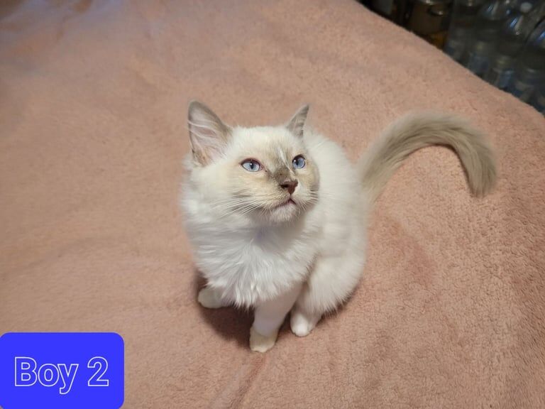 Ragdoll kittens for sale in Pontypridd, Mid Glamorgan – 3 months old - Image 2 of 3