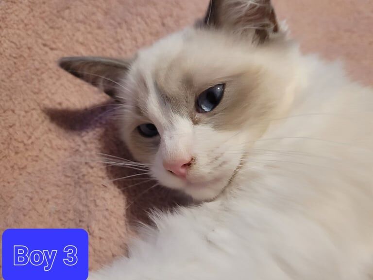 Ragdoll kittens for sale in Pontypridd, Mid Glamorgan – 3 months old - Image 3 of 3