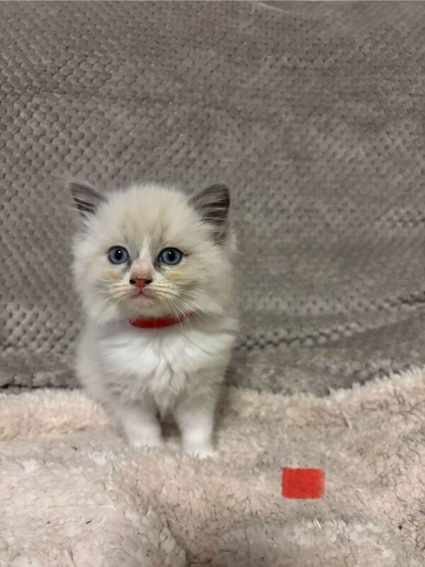 Ragdoll kittens for sale in Lincoln, Lincolnshire – 9 weeks old