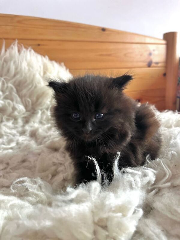 Ragdoll kittens for sale in Lewes, East Sussex – 6 weeks old - Image 2 of 3