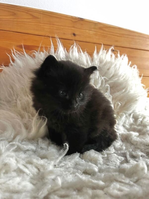 Ragdoll kittens for sale in Lewes, East Sussex – 6 weeks old - Image 3 of 3