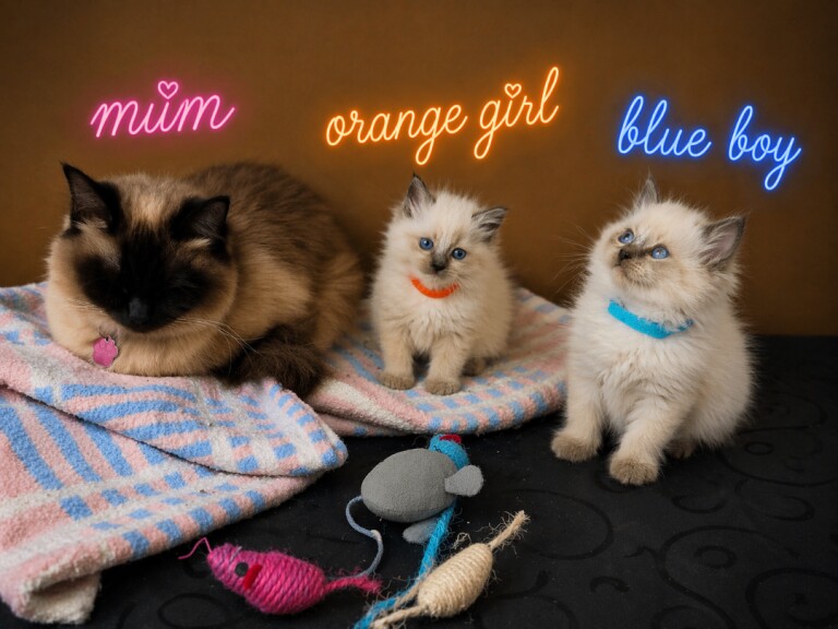 Ragdoll Kittens For Sale