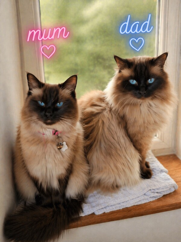 Beautiful Ragdoll Kittens - Image 2 of 3