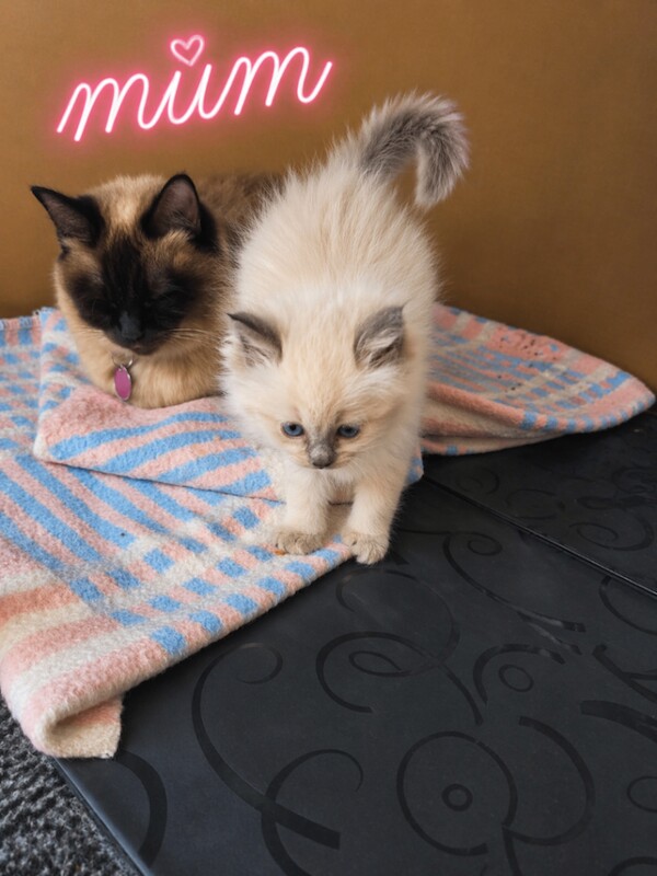 Beautiful Ragdoll Kittens - Image 3 of 3