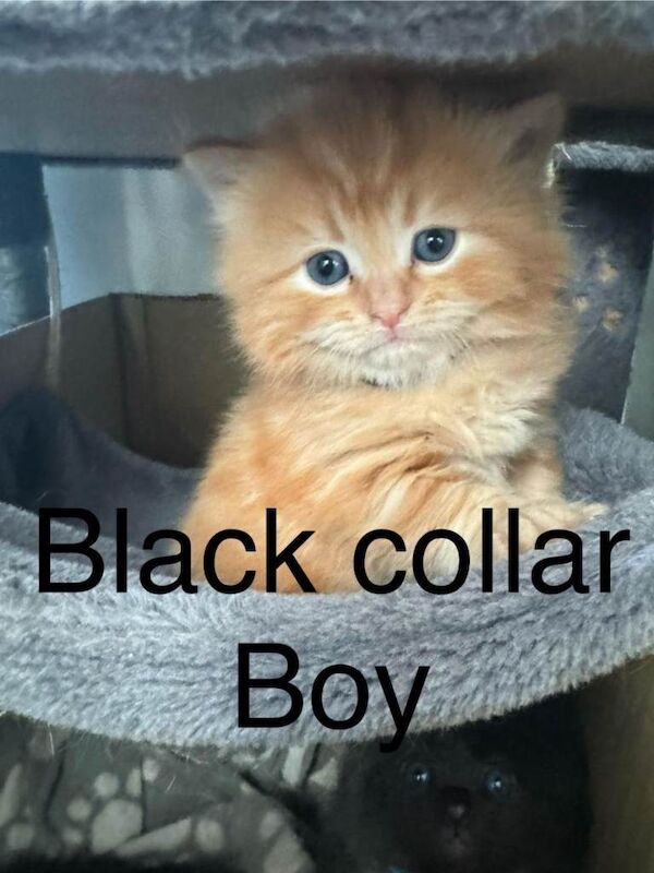 Ragdoll Kittens For Sale