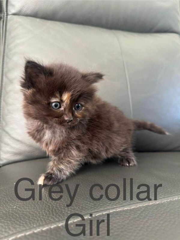 Beautiful Ragdoll kittens - Image 2 of 5