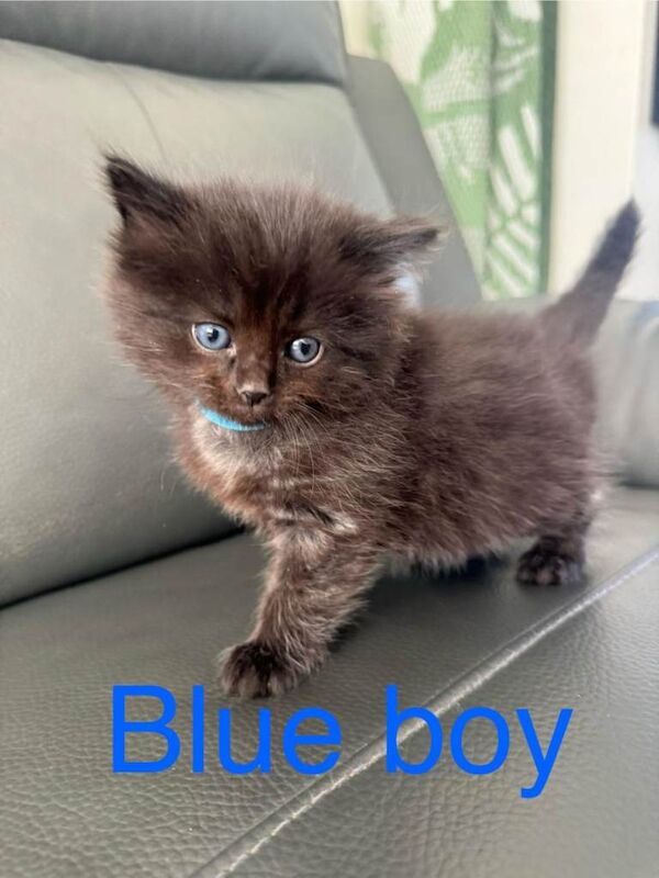 Beautiful Ragdoll kittens - Image 3 of 5