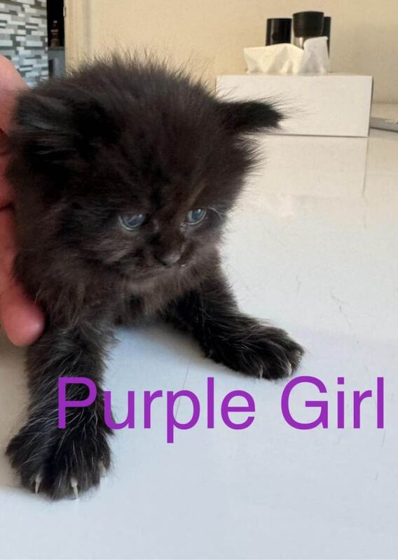 Beautiful Ragdoll kittens - Image 4 of 5