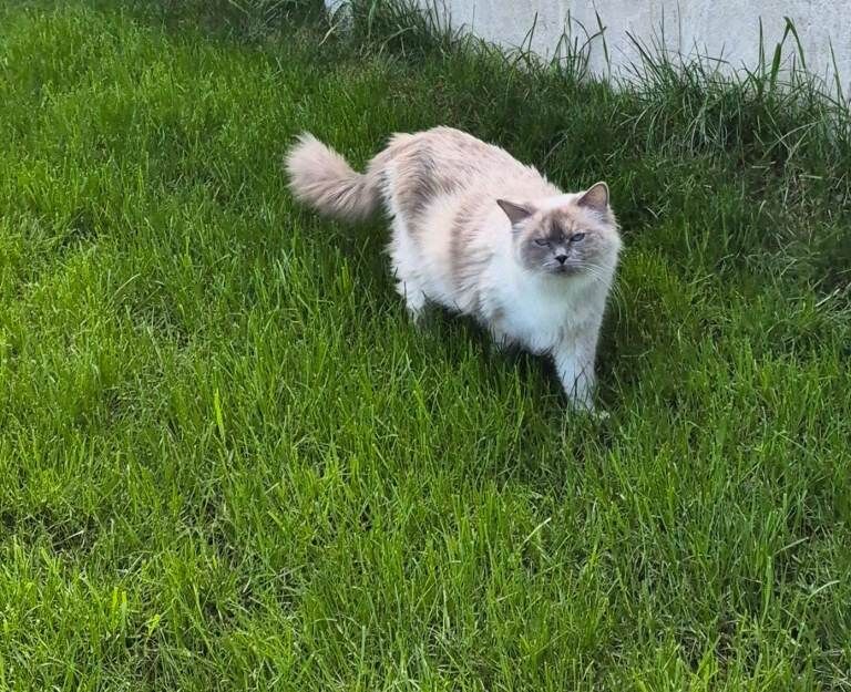 Beautiful Ragdoll kittens - Image 5 of 5