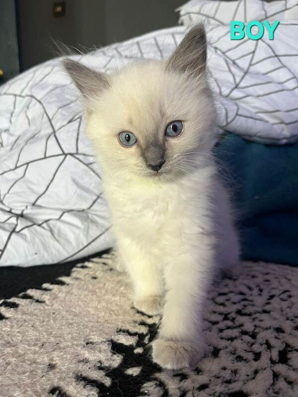 Beautiful Ragdoll kittens