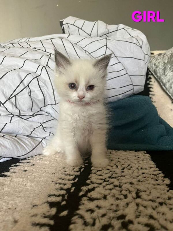 Beautiful Ragdoll kittens - Image 2 of 4