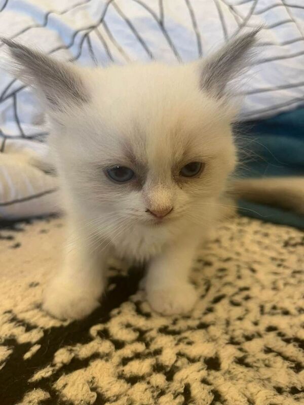Beautiful Ragdoll kittens - Image 3 of 4