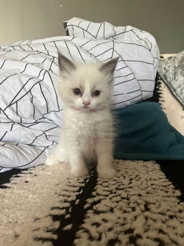 Beautiful Ragdoll kittens - Image 4 of 4
