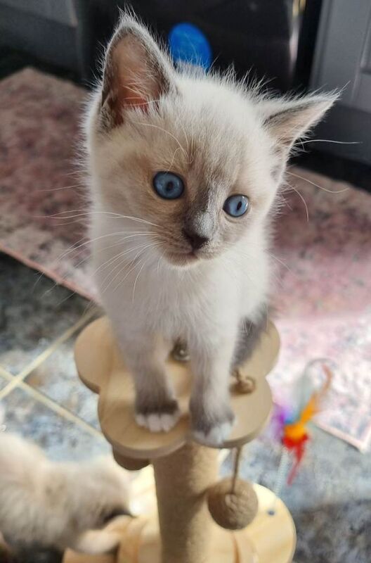 Beautiful ragdoll kittens
