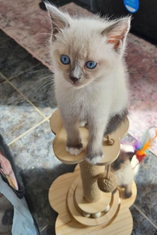 Beautiful ragdoll kittens - Image 2 of 3