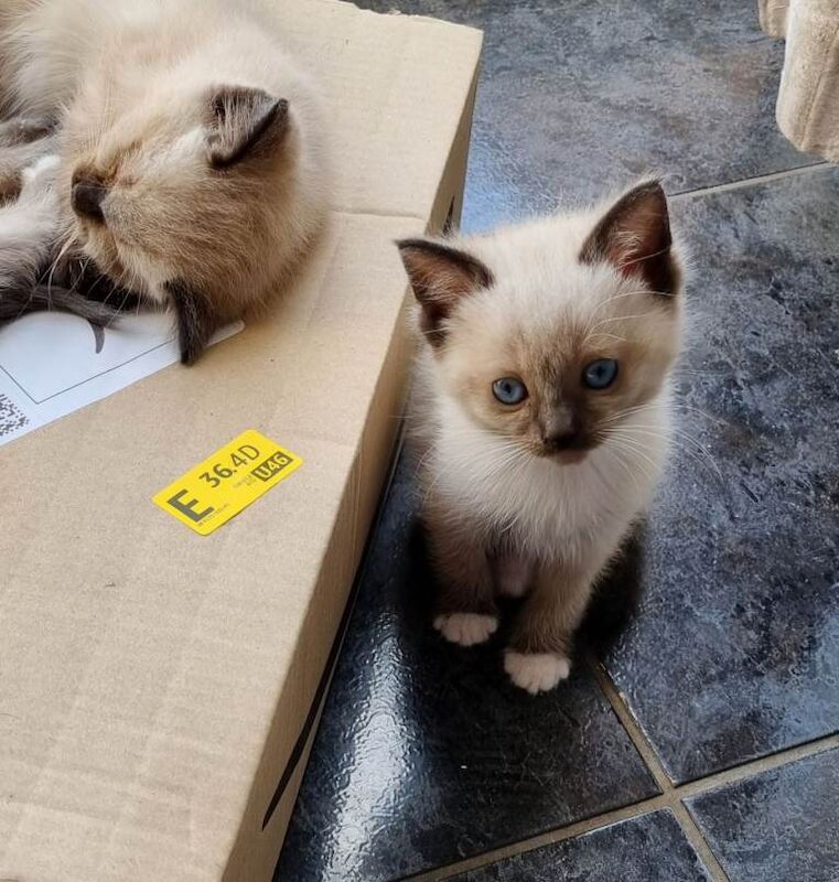 Beautiful ragdoll kittens - Image 3 of 3