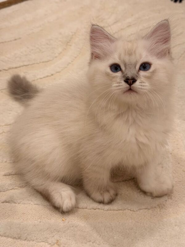 Beautiful Ragdoll Kittens