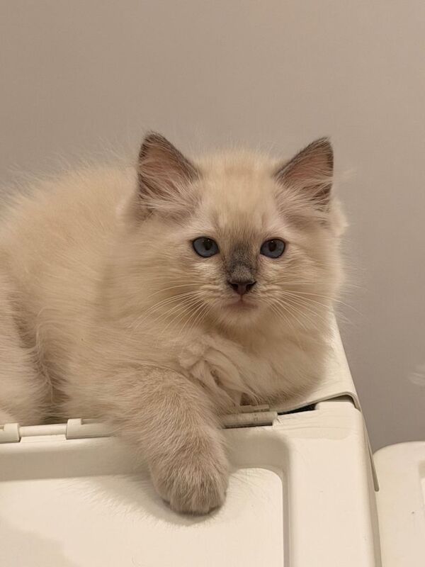 Beautiful Ragdoll Kittens - Image 2 of 6
