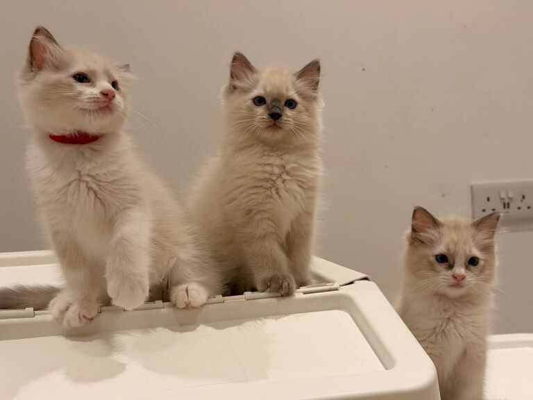 Beautiful Ragdoll Kittens - Image 3 of 6