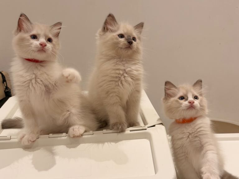 Beautiful Ragdoll Kittens - Image 4 of 6