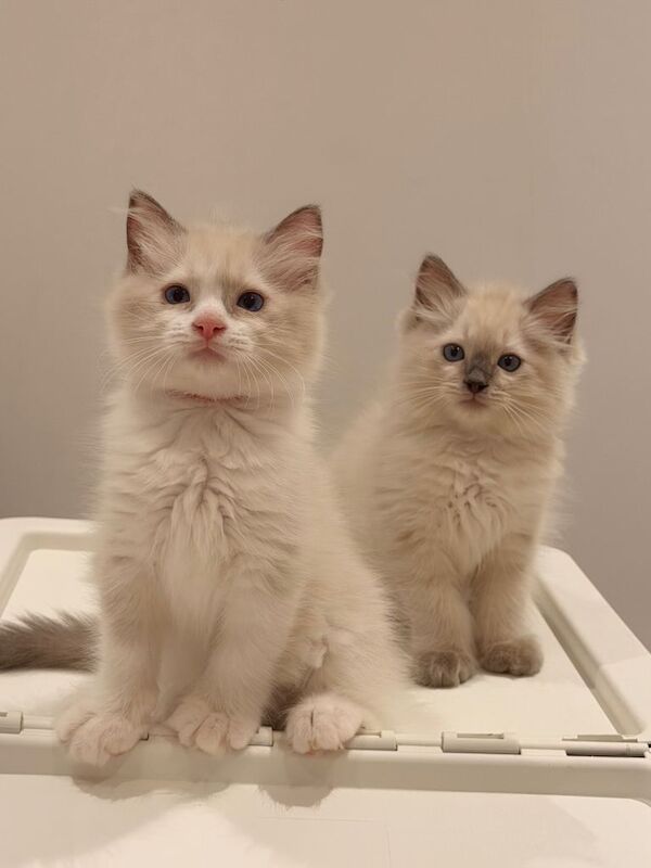 Beautiful Ragdoll Kittens - Image 5 of 6