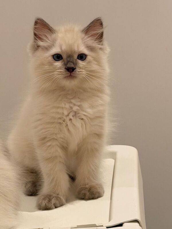 Beautiful Ragdoll Kittens - Image 6 of 6