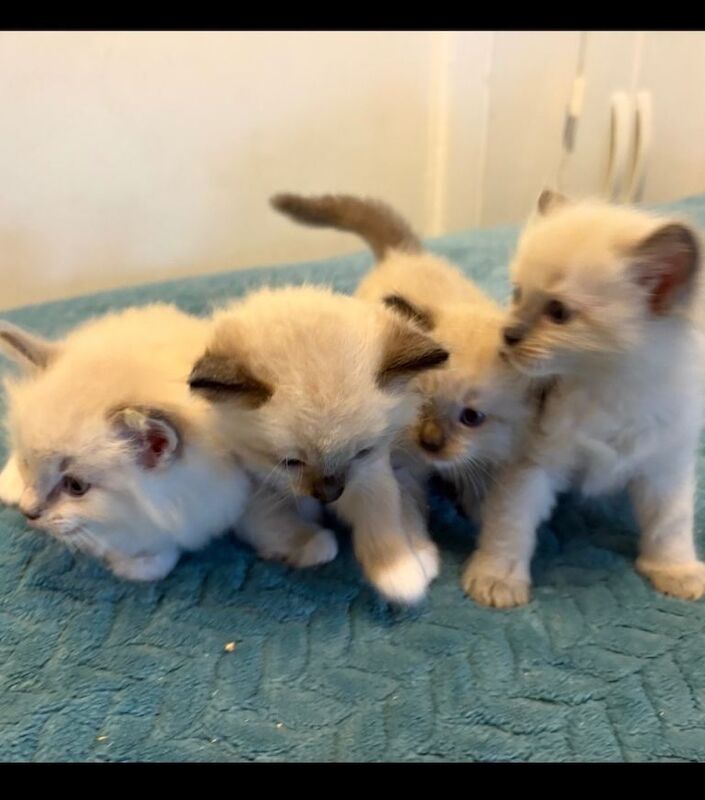Beautiful Ragdoll Kittens