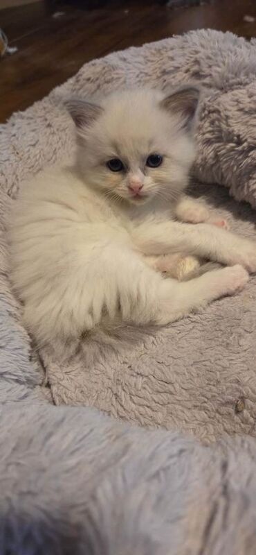 Beautiful Ragdoll Kittens