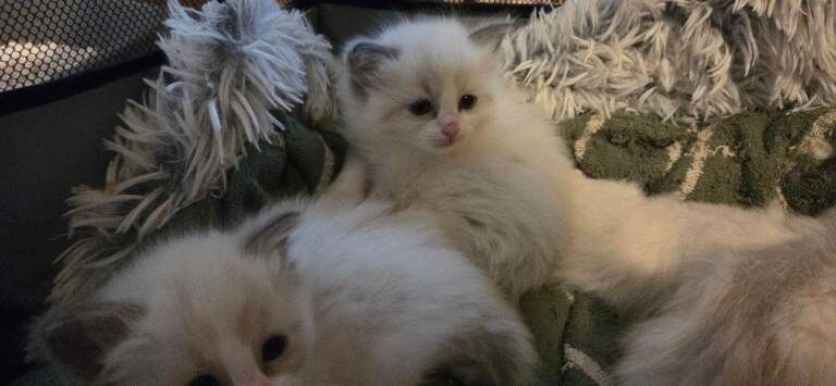 Beautiful Ragdoll Kittens - Image 2 of 4