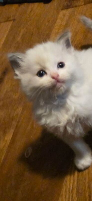Beautiful Ragdoll Kittens - Image 3 of 4