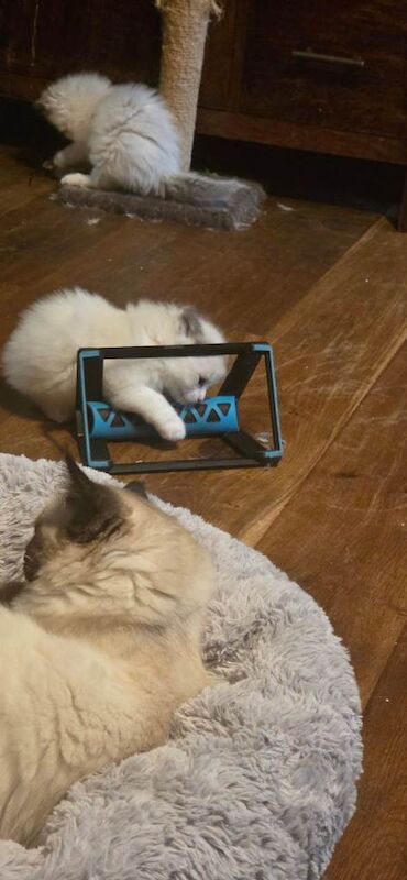 Beautiful Ragdoll Kittens - Image 4 of 4