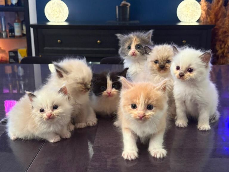 Beautiful Ragdoll Kittens