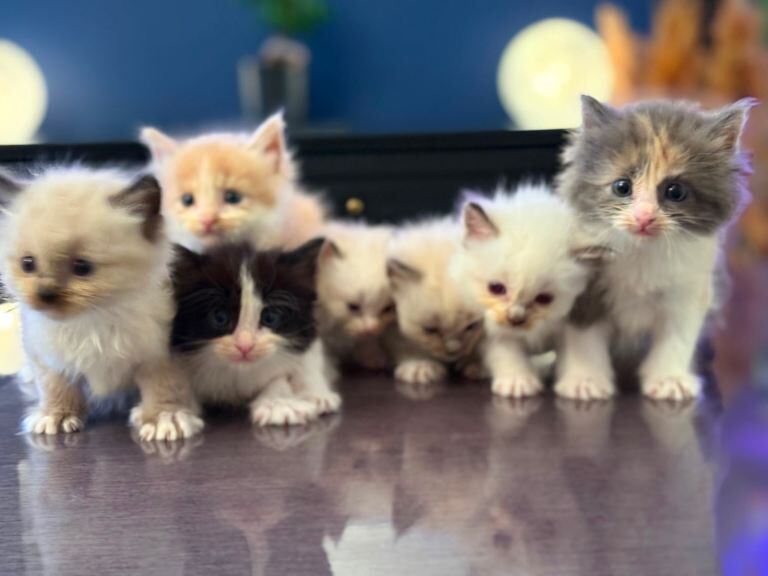 Beautiful Ragdoll Kittens - Image 2 of 3