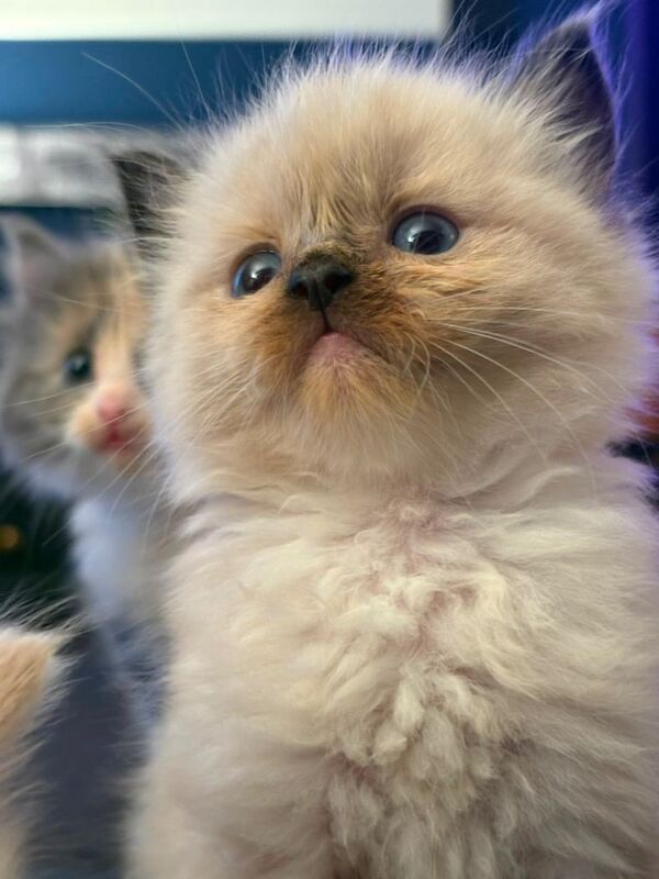 Beautiful Ragdoll Kittens - Image 3 of 3