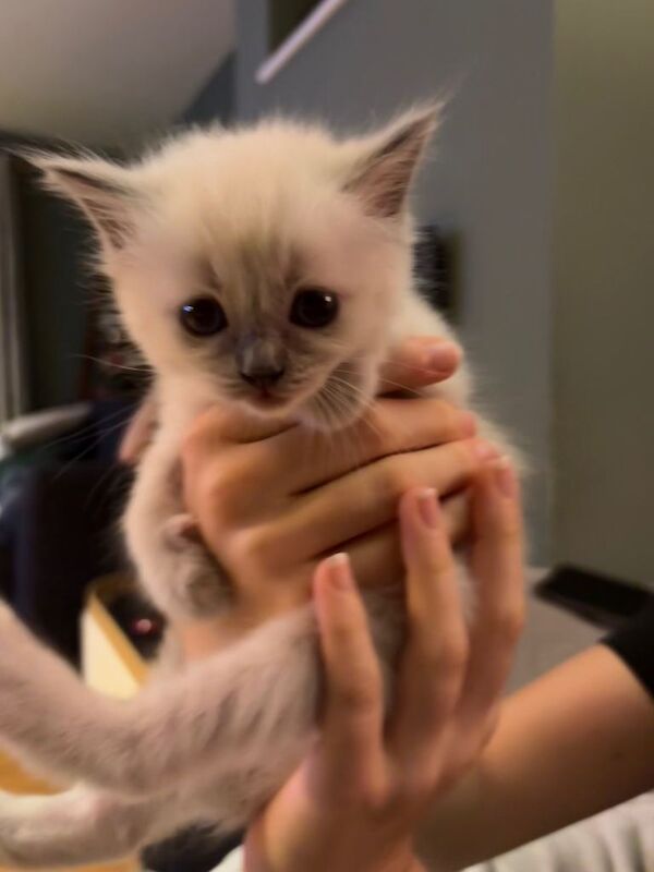 Beautiful Ragdoll Kittens
