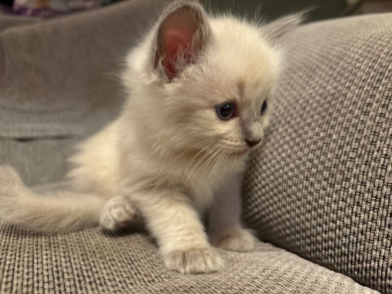 Beautiful Ragdoll Kittens - Image 2 of 6