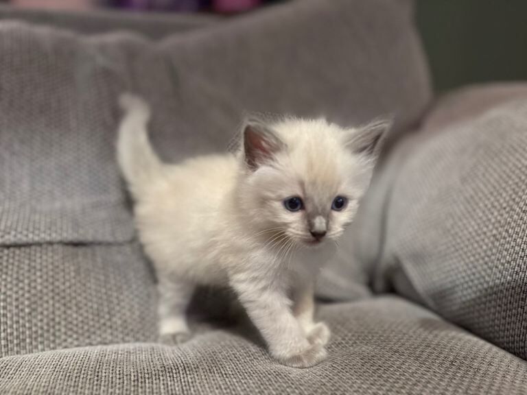 Beautiful Ragdoll Kittens - Image 3 of 6