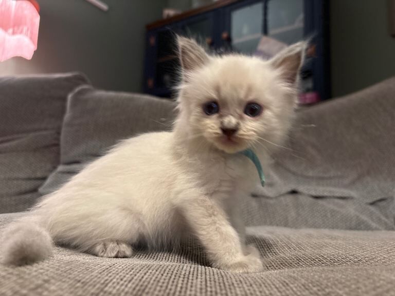 Beautiful Ragdoll Kittens - Image 4 of 6
