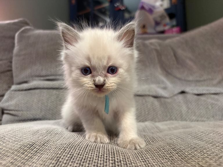 Beautiful Ragdoll Kittens - Image 5 of 6