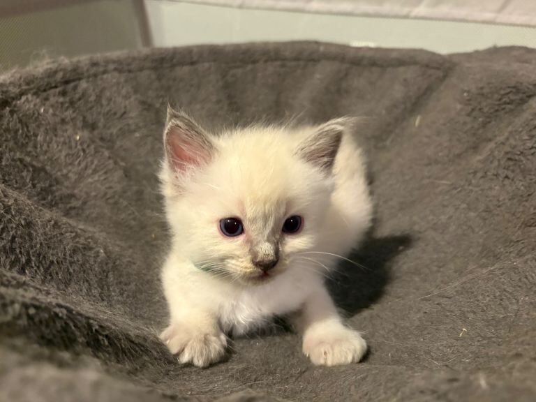 Beautiful Ragdoll Kittens - Image 6 of 6