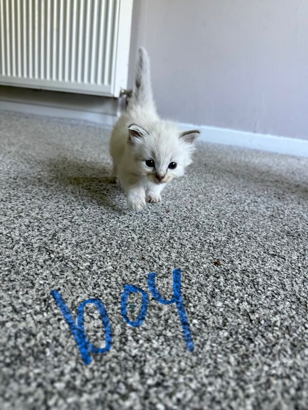 Beautiful Ragdoll Kittens - Image 2 of 11