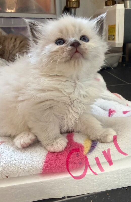 Beautiful Ragdoll Kittens - Image 3 of 11