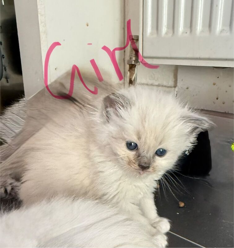 Beautiful Ragdoll Kittens - Image 4 of 11