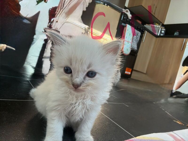 Beautiful Ragdoll Kittens - Image 5 of 11