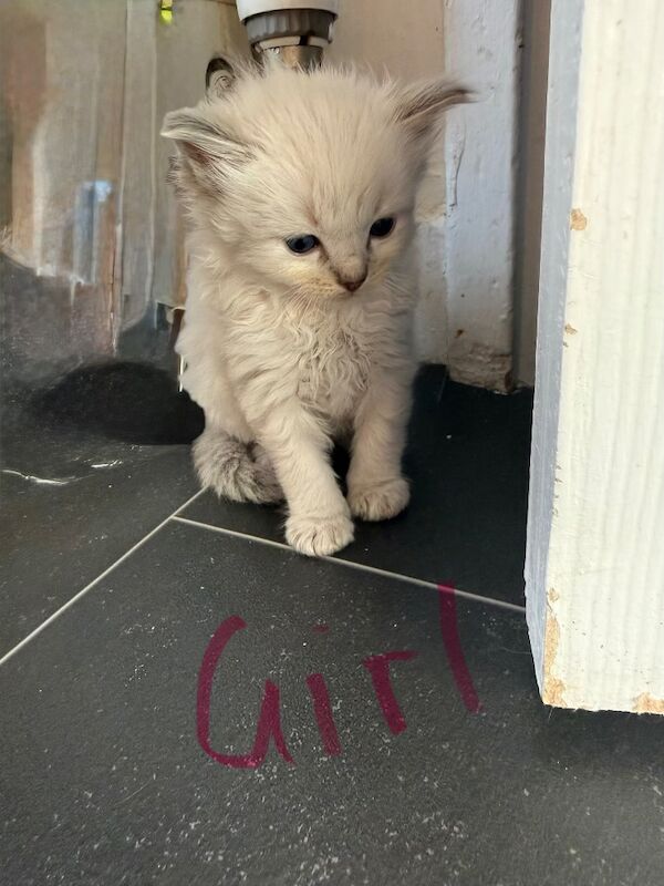 Beautiful Ragdoll Kittens - Image 6 of 11