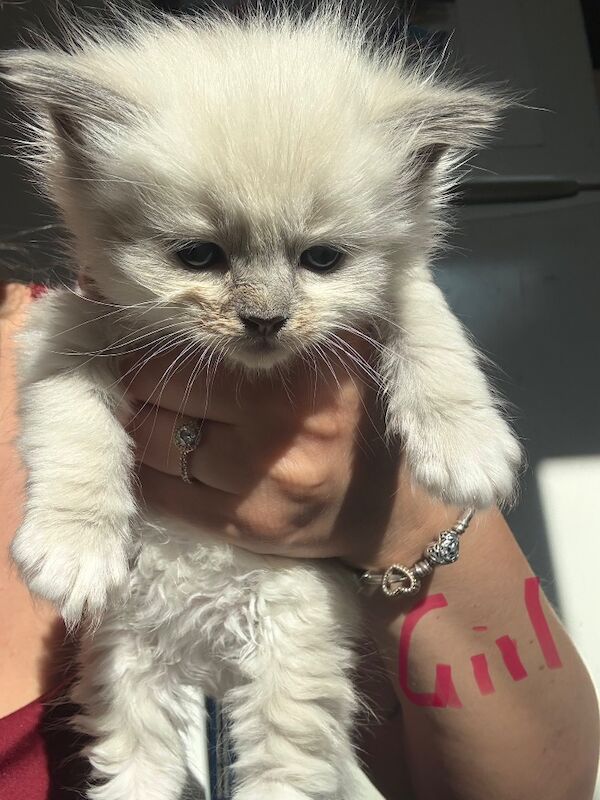 Beautiful Ragdoll Kittens - Image 7 of 11