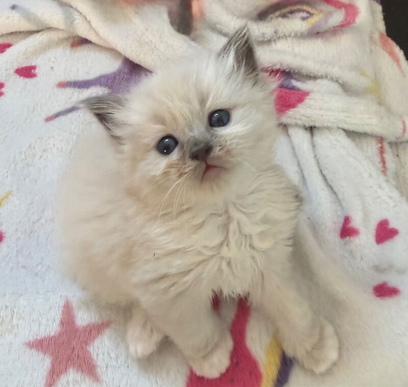 Beautiful Ragdoll Kittens - Image 8 of 11